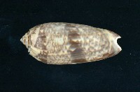 藏品(橙口榧螺)的圖片